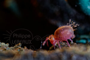 Collembole vue de profil avec soies recouvertes de goutellettes d'eau