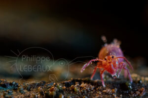 Collembole vue de face