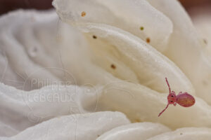 Collembole juvénile sur lamelles de champignon