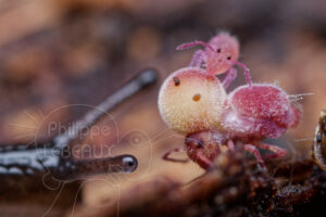 Collembole parasité par un champignon patogène mortel