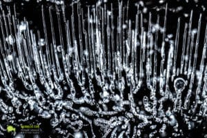 Lingas, Bulles d'aires