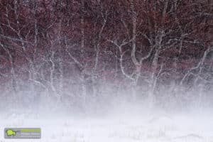 Lingas, Brume et forêt de hêtres