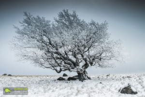 Lingas, hêtre recouvert de givre