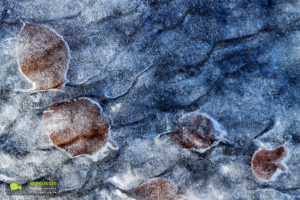 Lingas, feuilles et glace