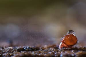 Acarien du sol Oribate sp. transportant sa gouttelette d'eau