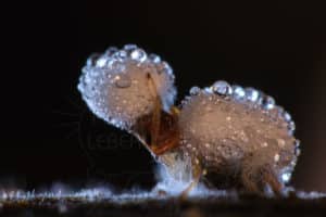 Insecte mort recouvert par un microchampignon