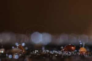 Acarien du sol Oribate sp. avec gouttelettes d'eau