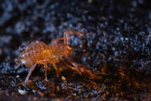 Pseudoscorpion recouvert de gouttelettes d'eau cherchant une proie sur la litière du sol