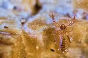 Pseudoscorpion vue de dessus avec ses pinces