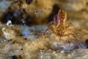 Pseudoscorpion vue de face avec chélicères visibles