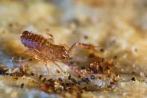 Pseudoscorpion recouvert de gouttelettes d'eau cherchant une proie sur la litière du sol