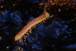 Polydesme photographié sur la litière du sol avec des reflets bleus