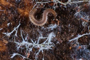 Polydesme photographié avec des mycéliums