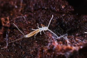 Diploure sp. photographié avec quelques filaments de mycélium