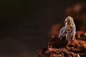 Nymphe homoptère photographiée sur la litière du sol