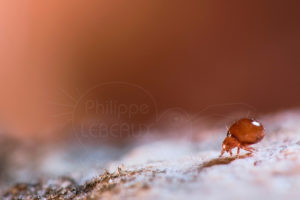 Acarien du sol Oribate sp. photographié de côté