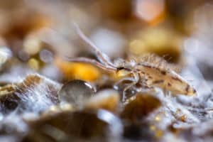 Collembole entomobrya sp.