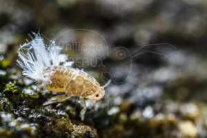 Nymphe d'hémiptère photographiée sur le sol