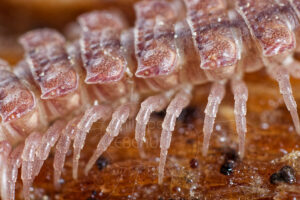 Détails pattes d'un myriapode polydesme