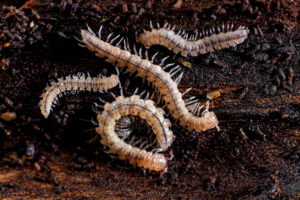 Myriapodes Polydesmes
