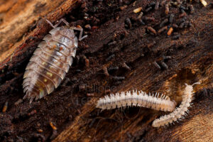 Cloporte et myriapodes polydesmes