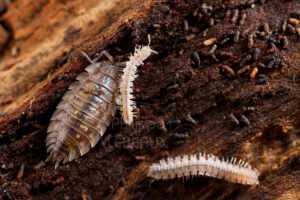 Cloporte et myriapodes polydesmes