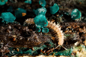 Myriapode Polydesme avec champignons Pezizes turquoises