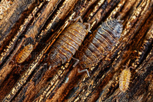 Cloportes Oniscus asellus mimétique sur le sol