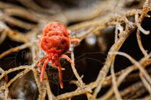 Acarien Trombidion photographié sur des racines du sol