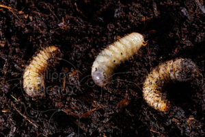 Larves de cétoine trouvées dans un composteur