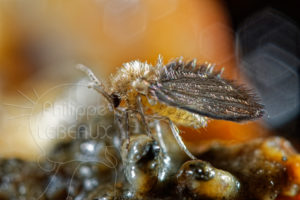 Moucheron Psychodidae sur subsrat