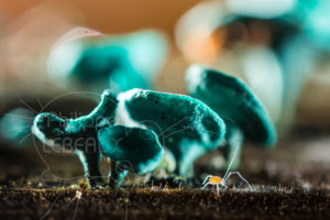 Champignon chlorosplenium et acarien phalangidé