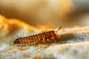Larve premier stade d'un insecte