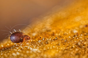 Acarien oribate sp. sur la litière du sol