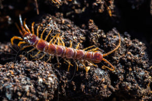 La lithobie à pinces se déplace vite sur la litière du sol