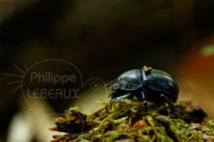 Coléoptère Geotrupe sp. vue de côté