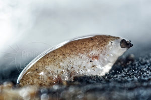 Larve de diptère sur substrat