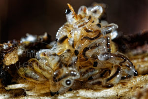 Larves de diptère photographiées sur la litière du sol