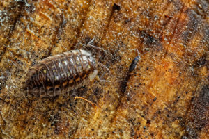 Cloporte Oniscus aselluset collembole avec Tomocerus minor
