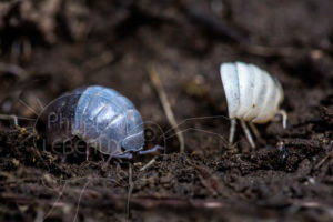 Mue de Glomeris sp.