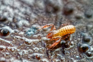 Pseudoscorpion avec pinces ouvertes