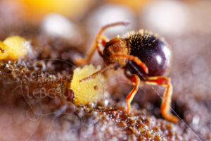 Coléoptère Gibbium psylloides mangeant un microchampignon