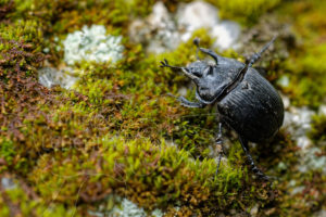 Coléoptère Le Minotaure, Typhaeus typhoeus photographié sur de la mousse
