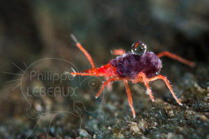 Acarien Bdellide avec une goutte d'eau sur le dos