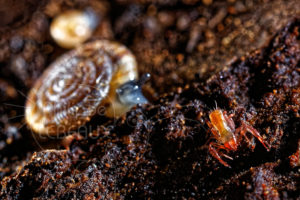 Mollusque et pseudoscorpion sur la litière du sol