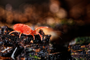 Acarien Trombidion rouge photographié sur la litière du sol