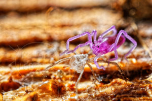 Mue d'araignée Opilion sp.