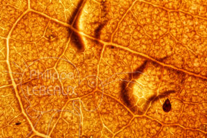 Acarien Oribate sur une feuille morte