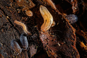Limace léopard, escargot avec polydesme, cloporte et collemboles Sinella curviseta