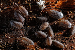 Regrouppement de cloportes commun Porcellio scaber